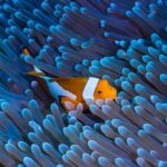 clownfish - nature