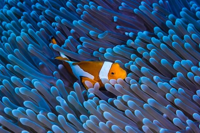 clownfish - nature