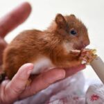 Hadith About Kindness to Animals