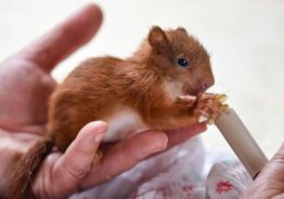 Hadith About Kindness to Animals